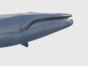 Accurate Blue Whale - 3d animated Model 3D