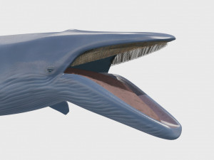 Accurate Blue Whale - 3d animated Model 3D