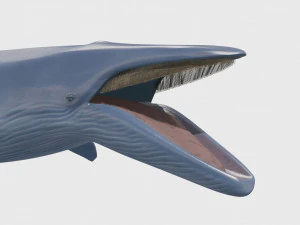 Accurate Blue Whale - 3d animated 3D Model