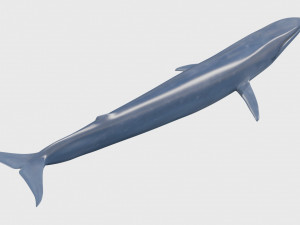 Accurate Blue Whale - 3d animated Model 3D