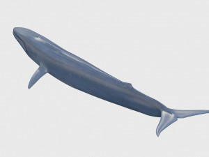 Accurate Blue Whale - 3d animated Model 3D