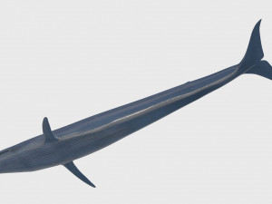 Accurate Blue Whale - 3d animated Model 3D