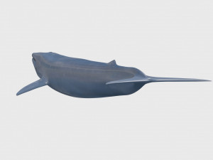 Accurate Blue Whale - 3d animated Model 3D