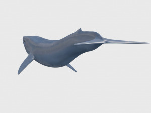 Accurate Blue Whale - 3d animated Model 3D