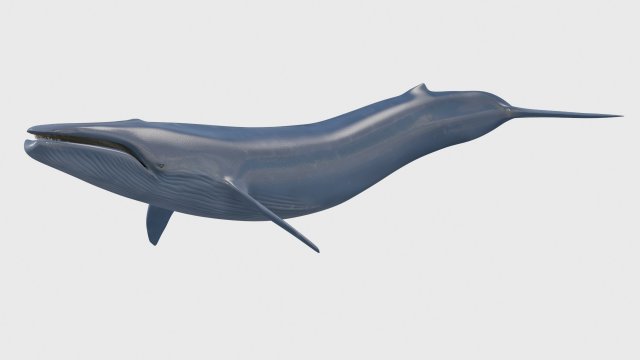 3,880 Whale Bone Images, Stock Photos, 3D objects, & Vectors