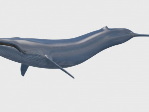 Accurate Blue Whale - 3d animated Model 3D