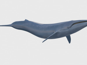 Accurate Blue Whale - 3d animated Model 3D