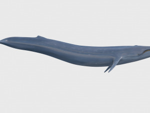 Accurate Blue Whale - 3d animated Model 3D