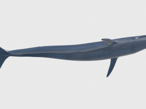 Accurate Blue Whale - 3d animated Model 3D