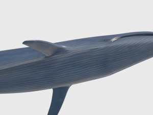 Accurate Blue Whale - 3d animated Model 3D