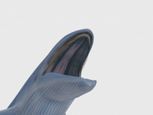Accurate Blue Whale - 3d animated Model 3D