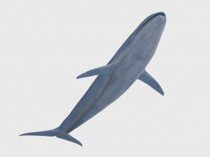 Accurate Blue Whale - 3d animated Model 3D