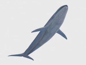 Accurate Blue Whale - 3d animated 3D Model
