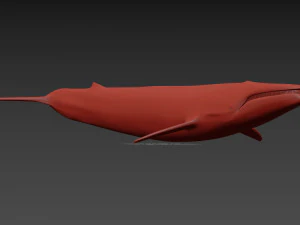 Accurate Blue Whale - 3d animated 3D Model