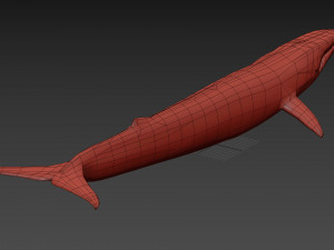 Accurate Blue Whale - 3d animated Model 3D