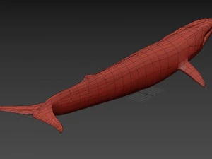 Accurate Blue Whale - 3d animated 3D Model