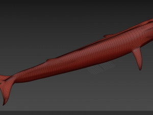 Accurate Blue Whale - 3d animated Model 3D