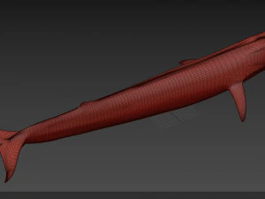 Accurate Blue Whale - 3d animated 3D Model