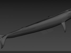 Accurate Blue Whale - 3d animated Model 3D