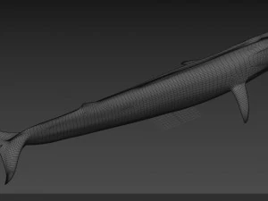 Accurate Blue Whale - 3d animated 3D Model