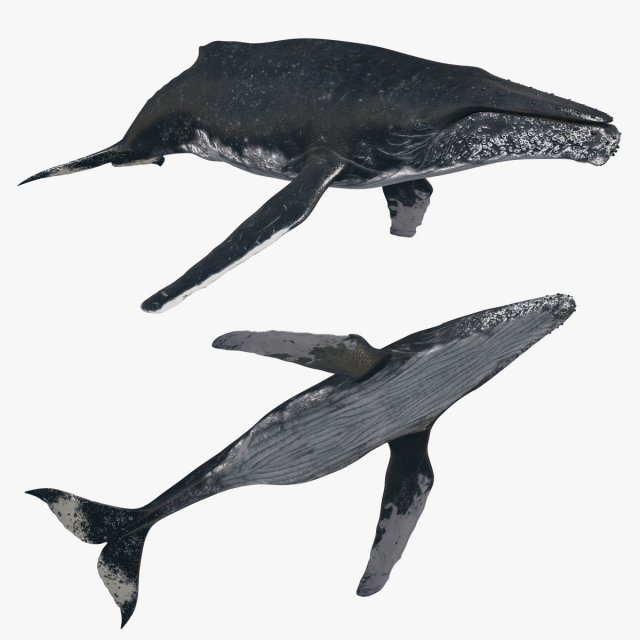 Accurate Humpback Whale 8K - 3d animated 3D Model .c4d .max .obj .3ds .fbx .stl .blend 