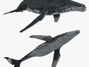 Accurate Humpback Whale 8K - 3d animated Modelo 3D