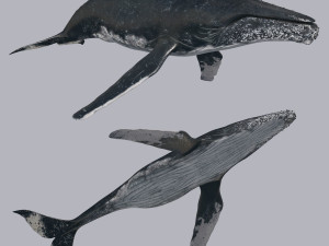 Accurate Humpback Whale 8K - 3d animated 3D Model