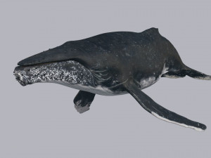 Accurate Humpback Whale 8K - 3d animated 3D Model