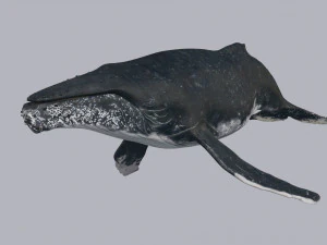 Accurate Humpback Whale 8K - 3d animated 3D Model
