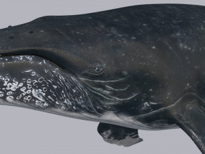 Accurate Humpback Whale 8K - 3d animated 3D Model