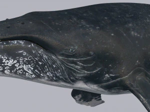 Accurate Humpback Whale 8K - 3d animated 3D Model