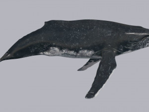 Accurate Humpback Whale 8K - 3d animated 3D Model