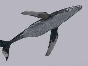 Accurate Humpback Whale 8K - 3d animated 3D Model