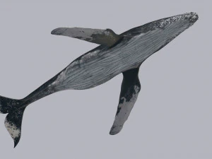 Accurate Humpback Whale 8K - 3d animated 3D Model