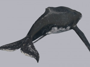 Accurate Humpback Whale 8K - 3d animated 3D Model