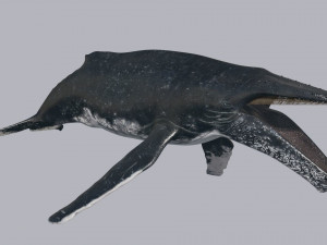 Accurate Humpback Whale 8K - 3d animated 3D Model