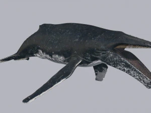 Accurate Humpback Whale 8K - 3d animated 3D Model