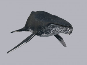 Accurate Humpback Whale 8K - 3d animated 3D Model