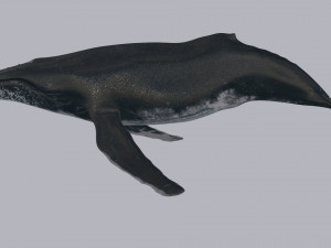 Accurate Humpback Whale 8K - 3d animated 3D Model