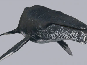 Accurate Humpback Whale 8K - 3d animated 3D Model