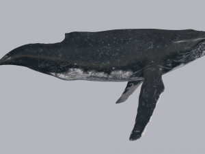 Accurate Humpback Whale 8K - 3d animated 3D Model
