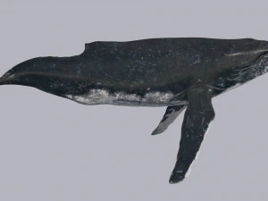 Accurate Humpback Whale 8K - 3d animated 3D Model