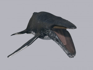 Accurate Humpback Whale 8K - 3d animated 3D Model