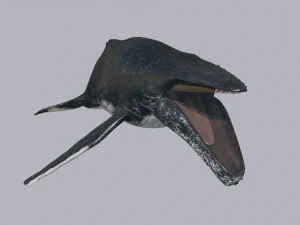 Accurate Humpback Whale 8K - 3d animated 3D Model