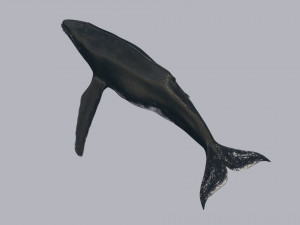 Accurate Humpback Whale 8K - 3d animated 3D Model