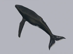Accurate Humpback Whale 8K - 3d animated 3D Model