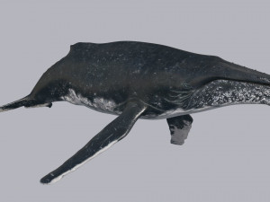 Accurate Humpback Whale 8K - 3d animated 3D Model