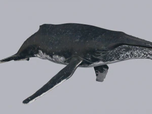 Accurate Humpback Whale 8K - 3d animated 3D Model