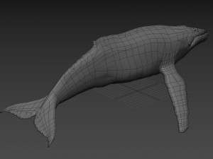 Accurate Humpback Whale 8K - 3d animated 3D Model