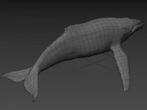 Accurate Humpback Whale 8K - 3d animated 3D Model